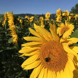 Sonnenblume in Blüte.jpg