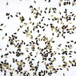 Sudangras Piper_Saatgut.jpg