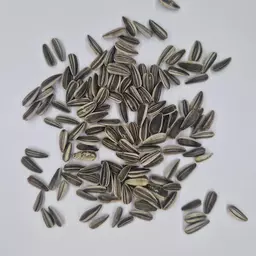 Sonnenblumen gestreift.jpg