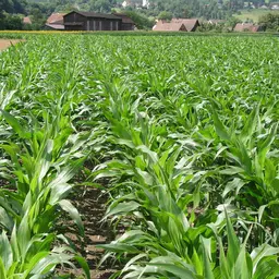 Mais Reihenschluss.jpg