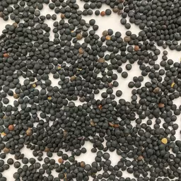 Linsen Fourragère.jpg