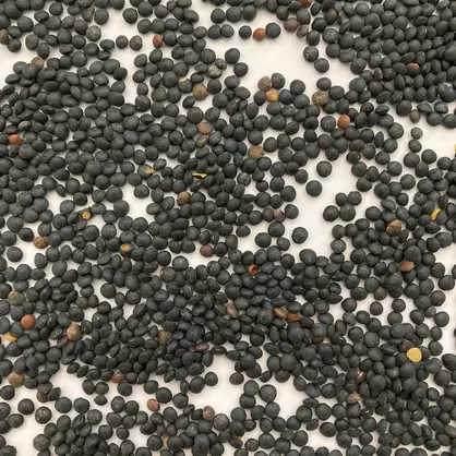 Linsen Fourragère.jpg