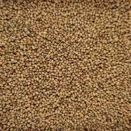 Alexandrinerklee Tabor (3).jpg