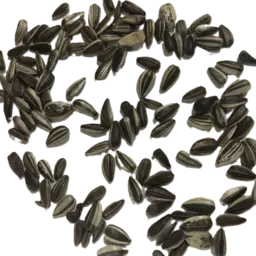 Sonnenblumen ungeb..png