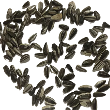 Sonnenblumen ungeb..png