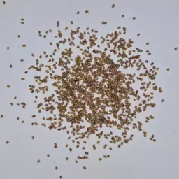 UFA Luzerne Duo Gold (3).jpg