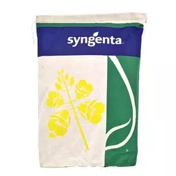 Raps Syngenta SY Matteo (2).jpg