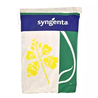 Raps Syngenta SY Matteo (2).jpg