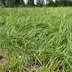 UFA_330Gras_Bestand1.JPG
