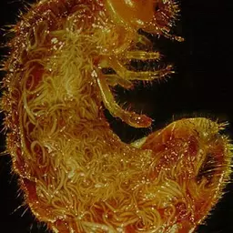 nemagreen_nematoden_gegen_engerlinge_im_zier-_und_sportrasen_7.jpg