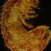 nemagreen_nematoden_gegen_engerlinge_im_zier-_und_sportrasen_7.jpg