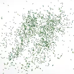 Wiesenrispe Highspeed_Saatgut.jpg