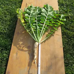 Ölrettich Structurator.JPG