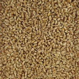 Weizen_Piznair_ungebeizt (1).jpg