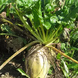 Futterrübe Enermax.JPG