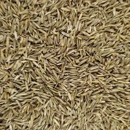 Bastard Raigras Bobak (3).jpg