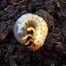 nemalo_nematoden_gegen_den_maikäfer_2.jpeg
