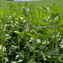 féverole ackerbohne 2.jpg