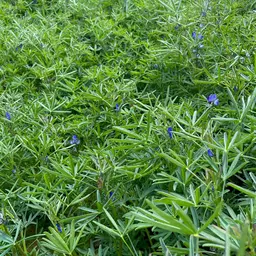 Lupine Boregine 2.jpg