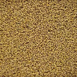 Bastardklee Aurora (2).jpg