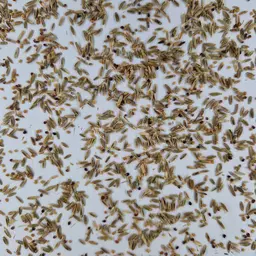 UFA 200 Tetra (1).jpg