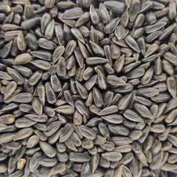 RGT Wollf Sonnenblume (4).jpg