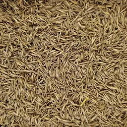 Rotschwingel Reverent (4).jpg