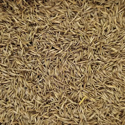 Rotschwingel Reverent (4).jpg