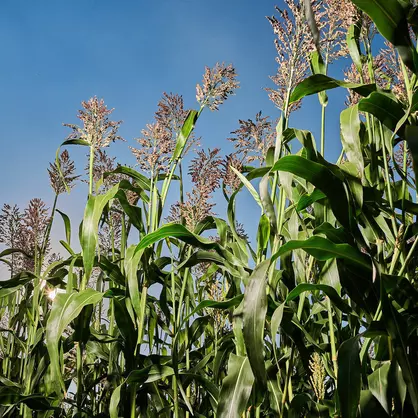 KWS KALLISTO (2).jpg