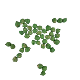 Lambada Kichererbsen BIO (4).png