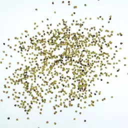 Ackerklee 4n Atlantis_Saatgut.jpg