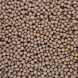 Sommerwicken (3).jpg