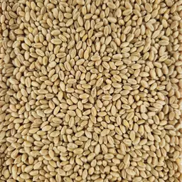 Weizen_Rosatch_ThermoSem (2).jpg