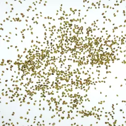 Bokharaklee gelb Steinklee_Saatgut.jpg