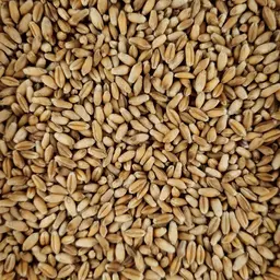 Triticale_ungebeizt 2.jpg