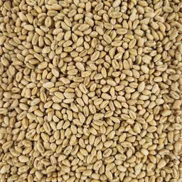 Weizen_Montalbano_ungebeizt (2).jpg