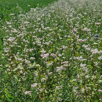 Rotationsbrache VV (2).jpg