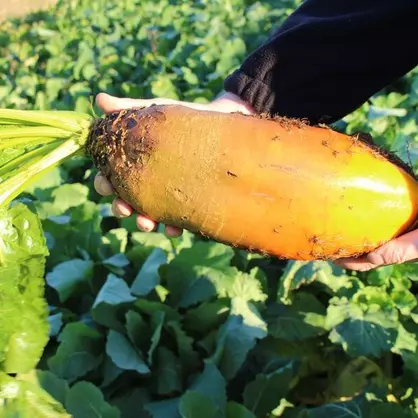 Futterrüben Brigadier.jpg