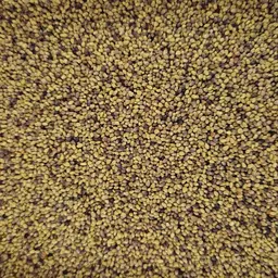 Mattenklee 2n (3).jpg