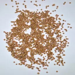 Gelbsenf nicht resistent Albatros.jpg