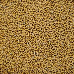 Chinakohlrübsen (5).jpg