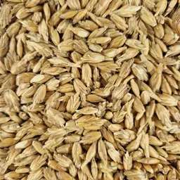 Dinkel_Oberkulmer Rotkorn (3).jpg