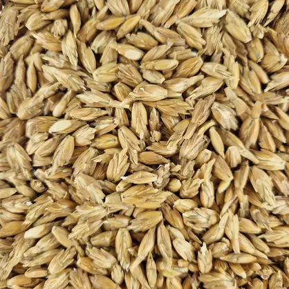 Dinkel_Oberkulmer Rotkorn (3).jpg