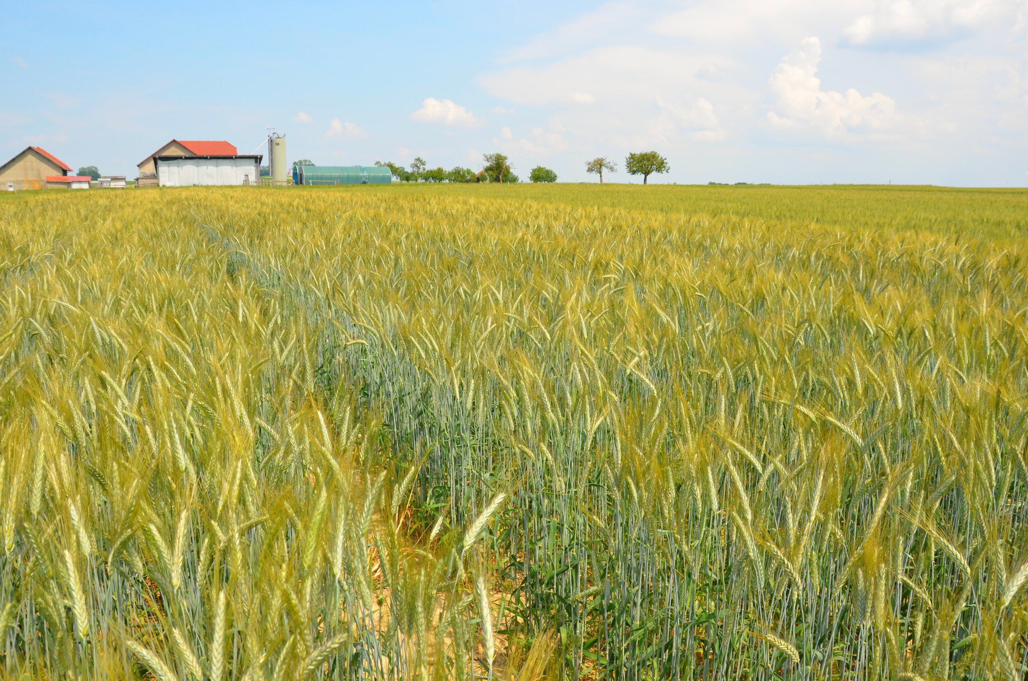 Sommertriticale-Saatgut - kaufen bei LANDI