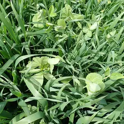 Silo quattro (16).JPG