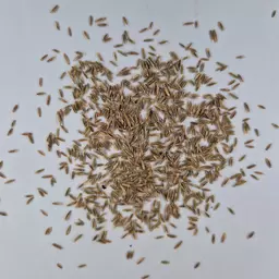 Englisch Raigras (4).jpg