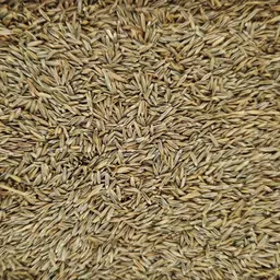 Englisch Raigras (3).jpg