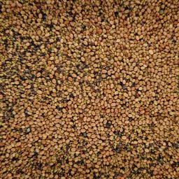 UFA Maislegu (6).jpg