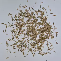 UFA Helvetia HS (3).jpg