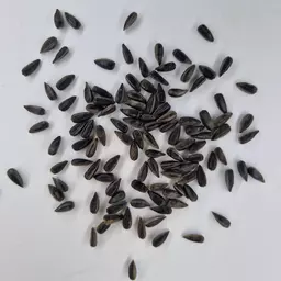 RGT Wollf Sonnenblume (1).jpg